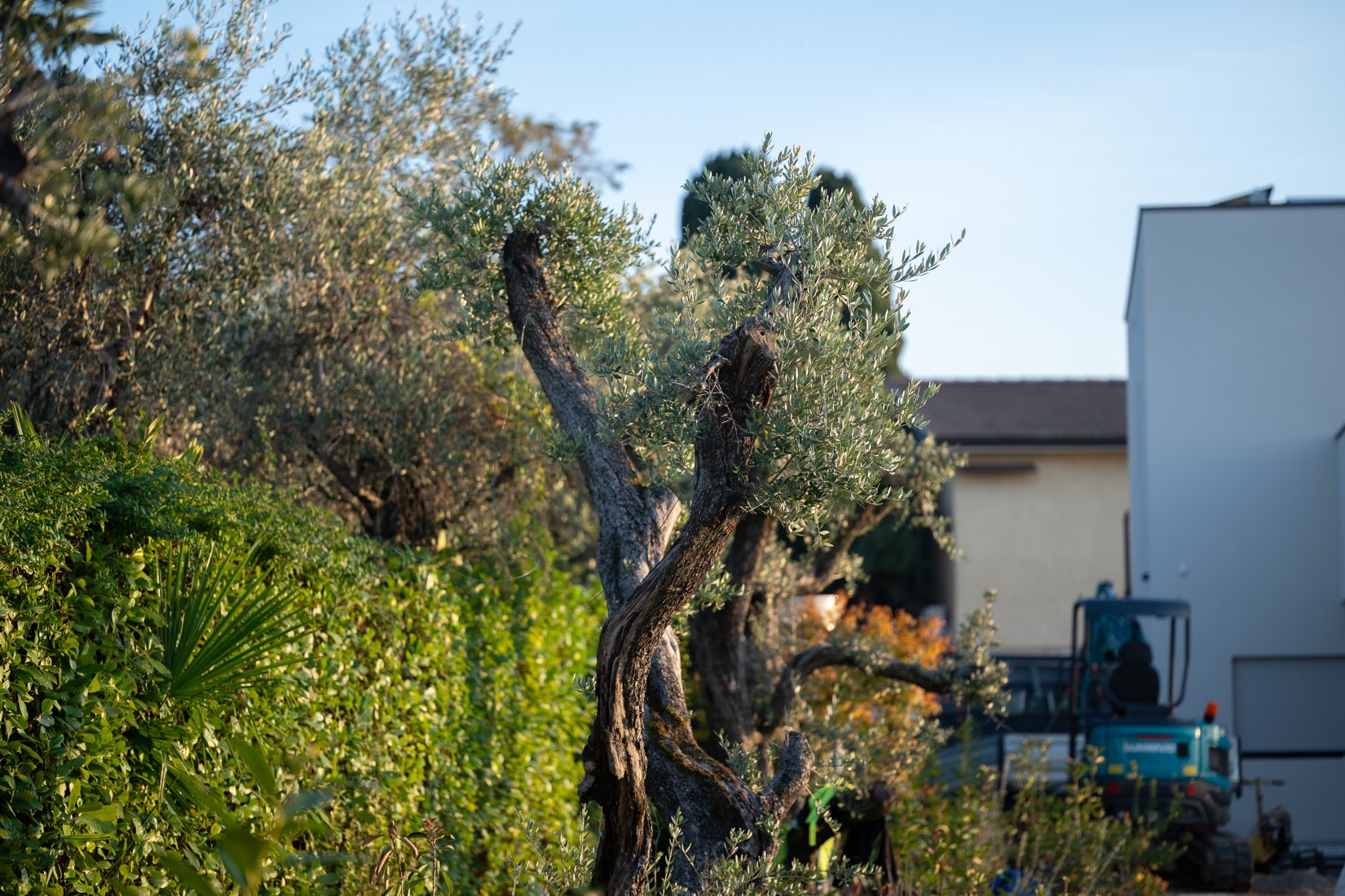Gli ulivi accanto alla casa