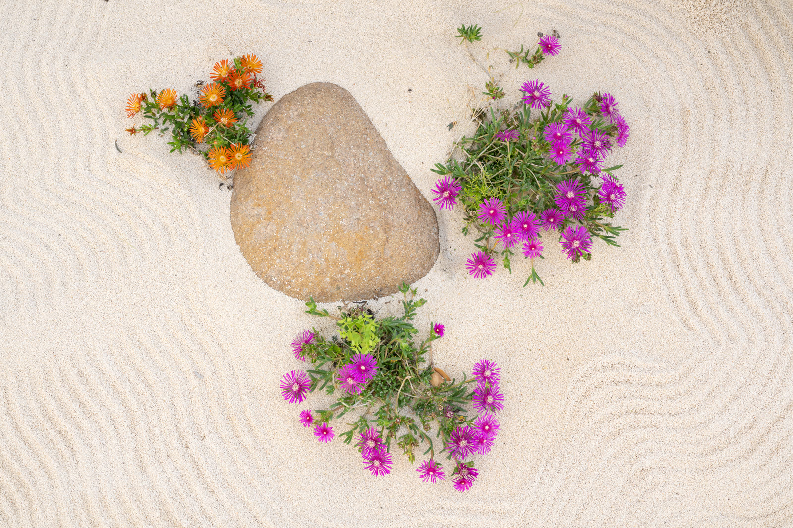 Sasso e fiori sulla sabbia