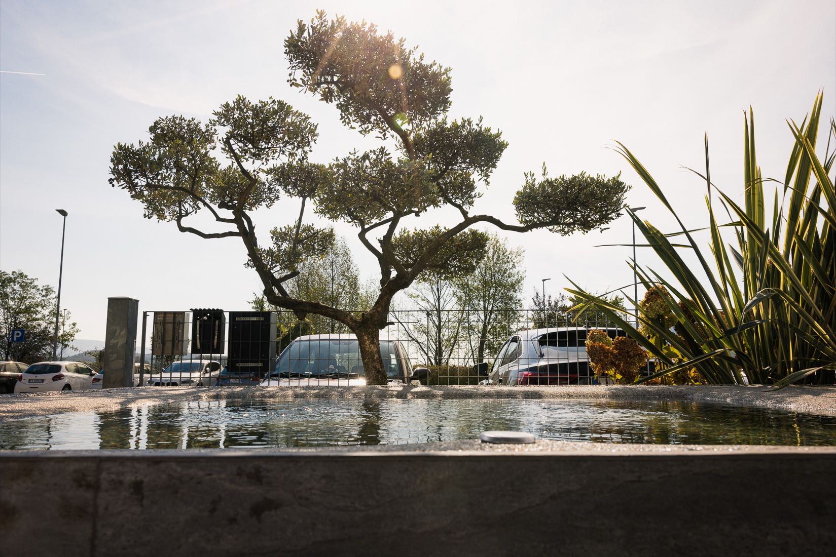 Il pelo dell’acqua davanti al bonsai